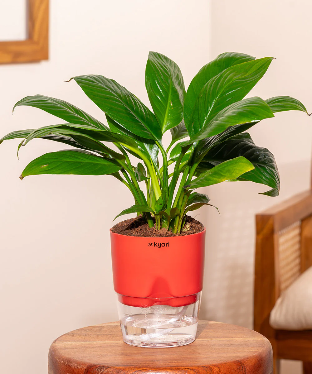 Product image 112