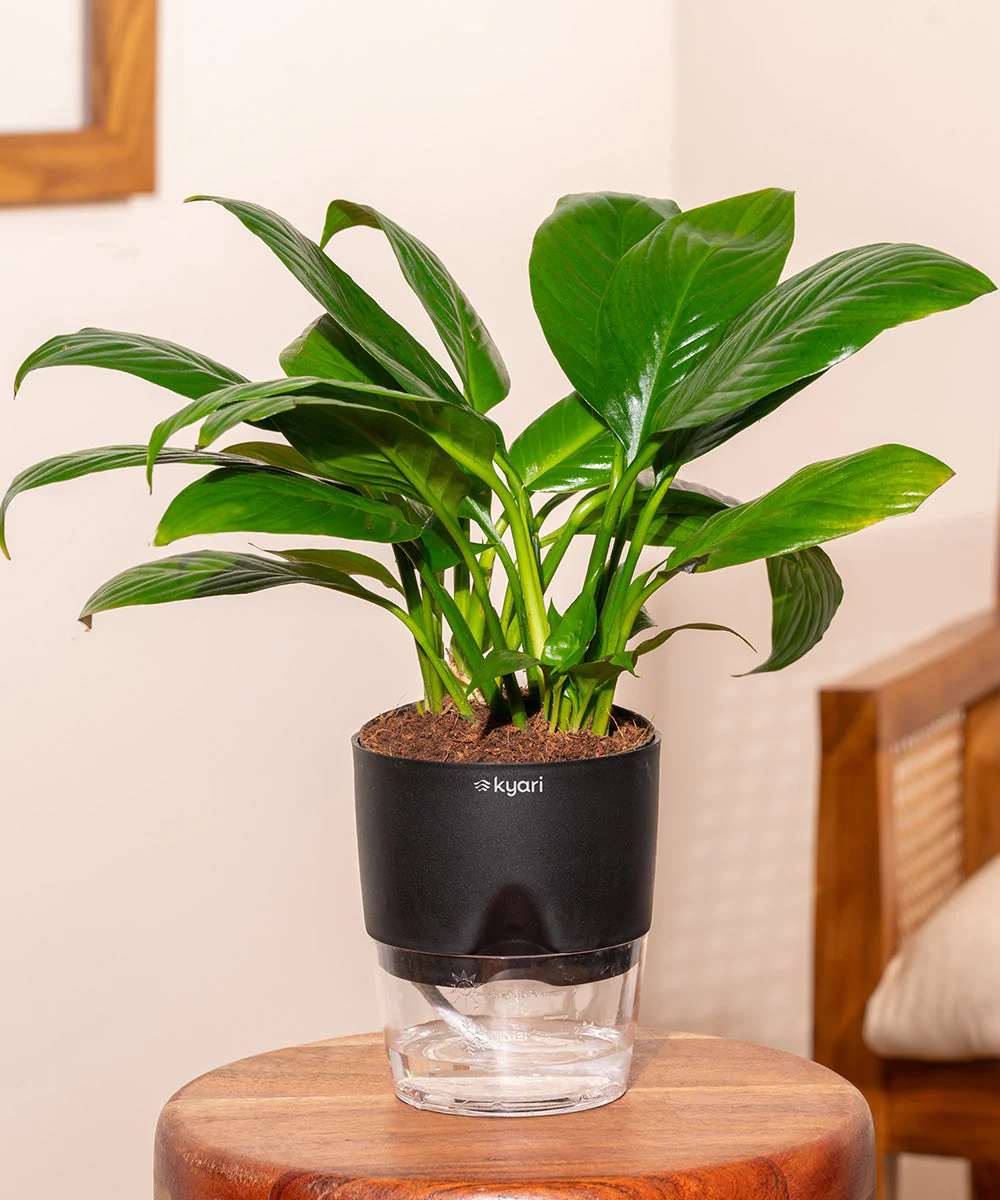 Product image 220