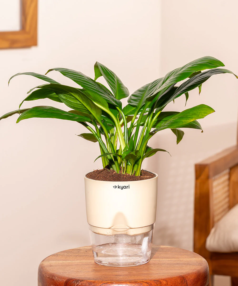 Product image 222