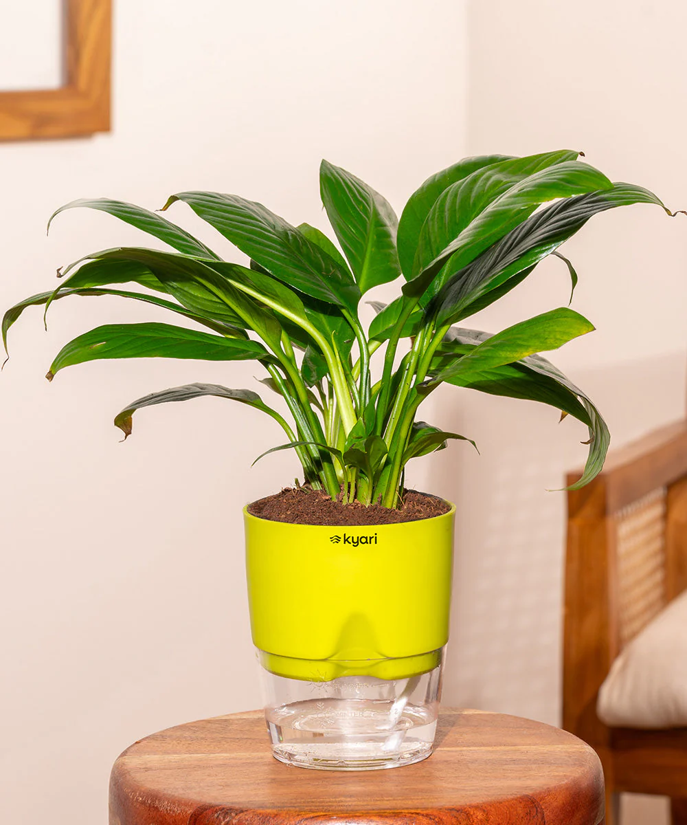 Product image 250